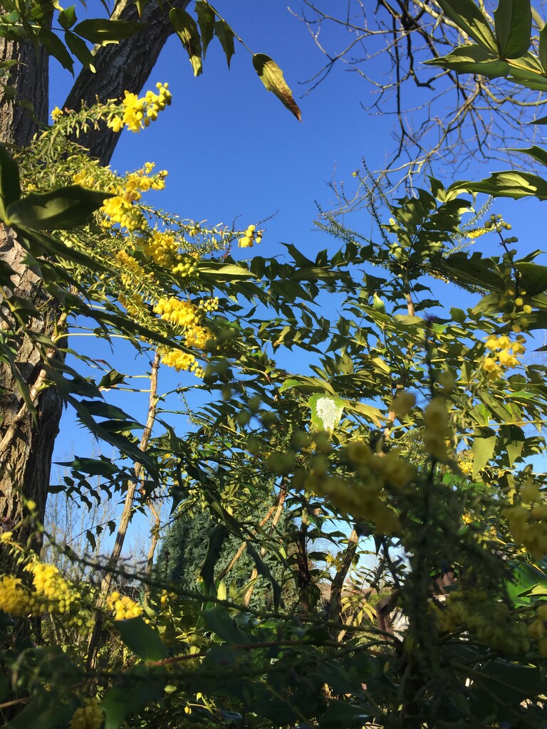 Mahonia flowers-almost springlike! by snowy