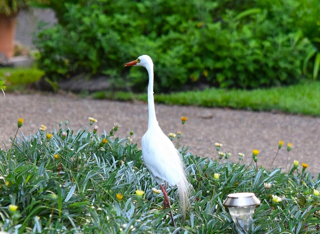 Little Egret ~   by happysnaps