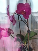 12th Jan 2022 - Blooming orchid