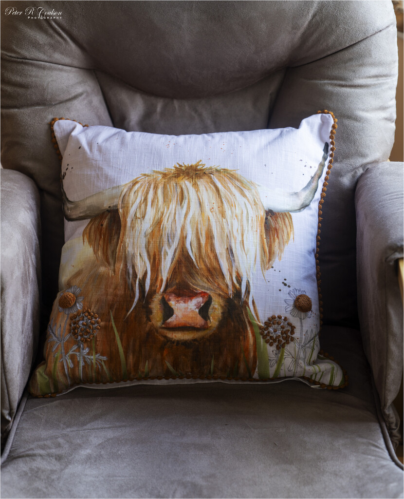 New Cushion by pcoulson