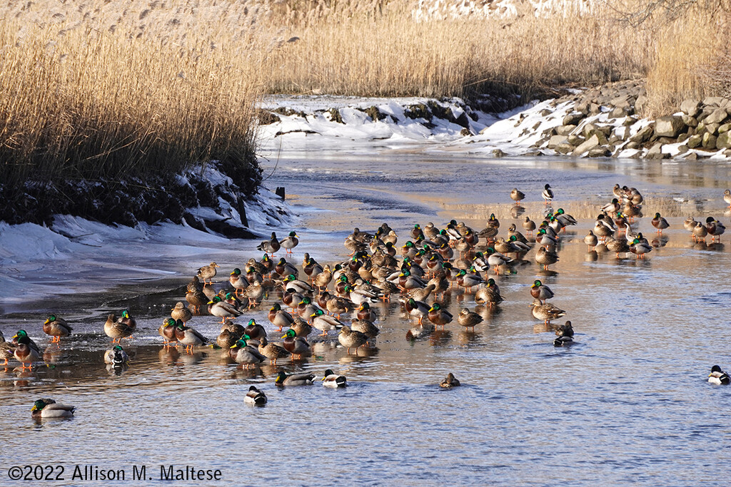 Olmsted Outlook - More Ducks by falcon11