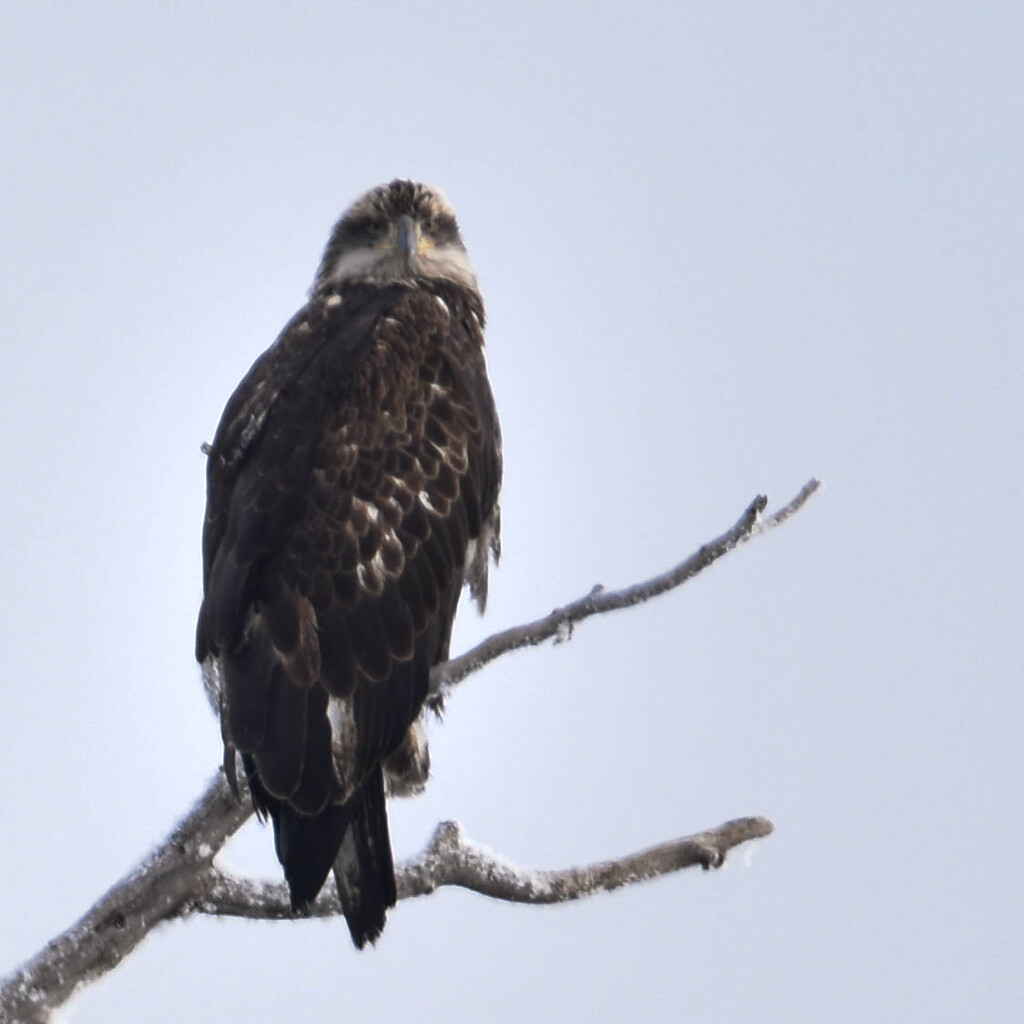 Eagle or Hawk? #2 by bjywamer