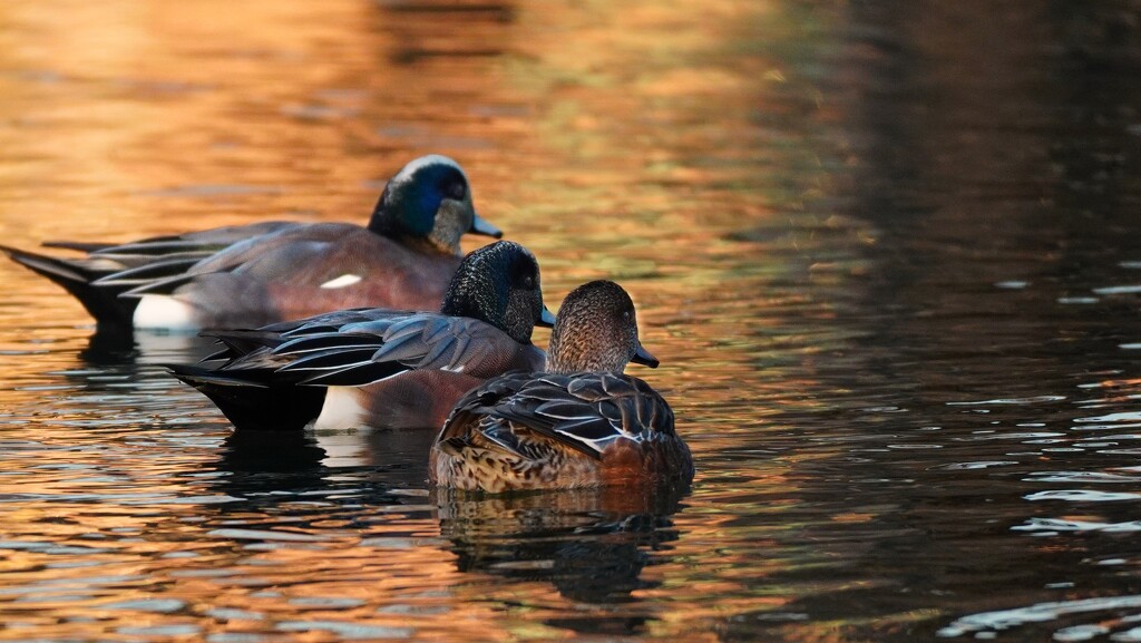 12-365 ducks at sundown by slaabs