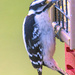 Hairy Woodpecker by skipt07
