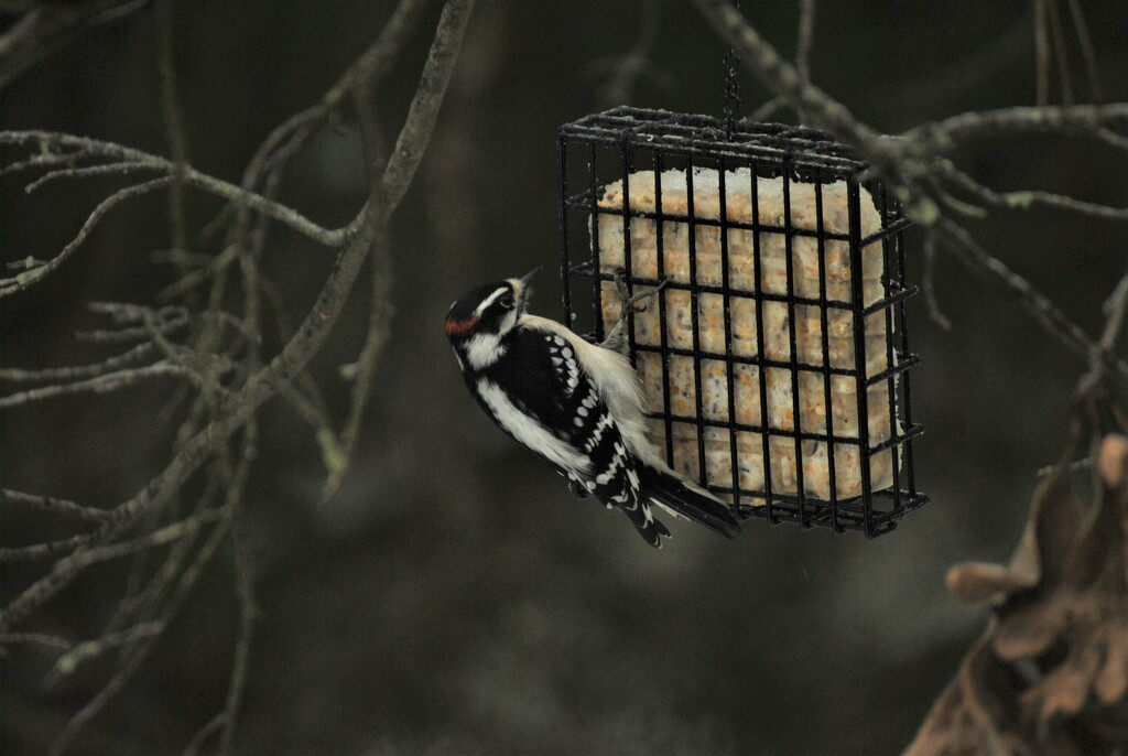 Day 12: Downy Woodpecker  by jeanniec57