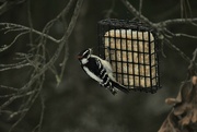 12th Jan 2022 - Day 12: Downy Woodpecker 