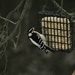 Day 12: Downy Woodpecker  by jeanniec57