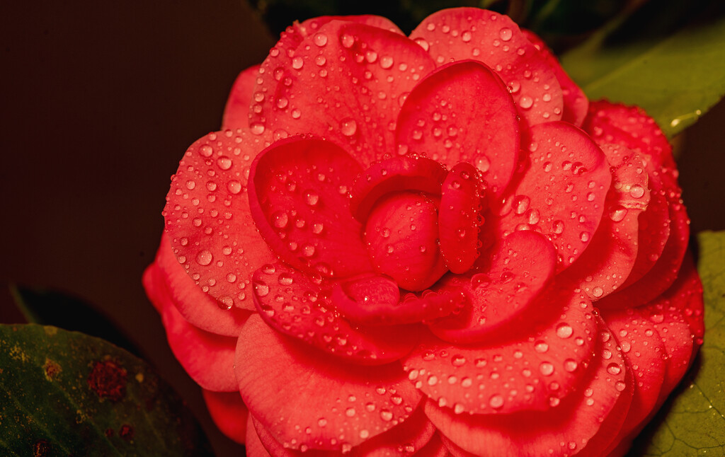 Camellia With the Drops! by rickster549