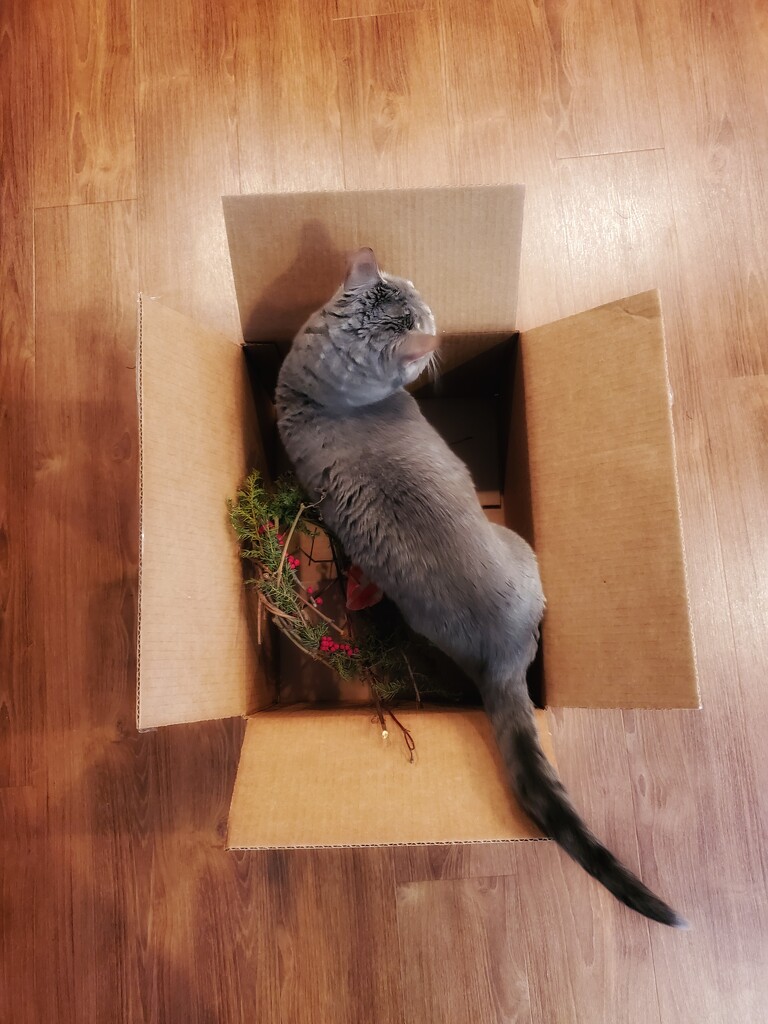 Boxed cat by edorreandresen