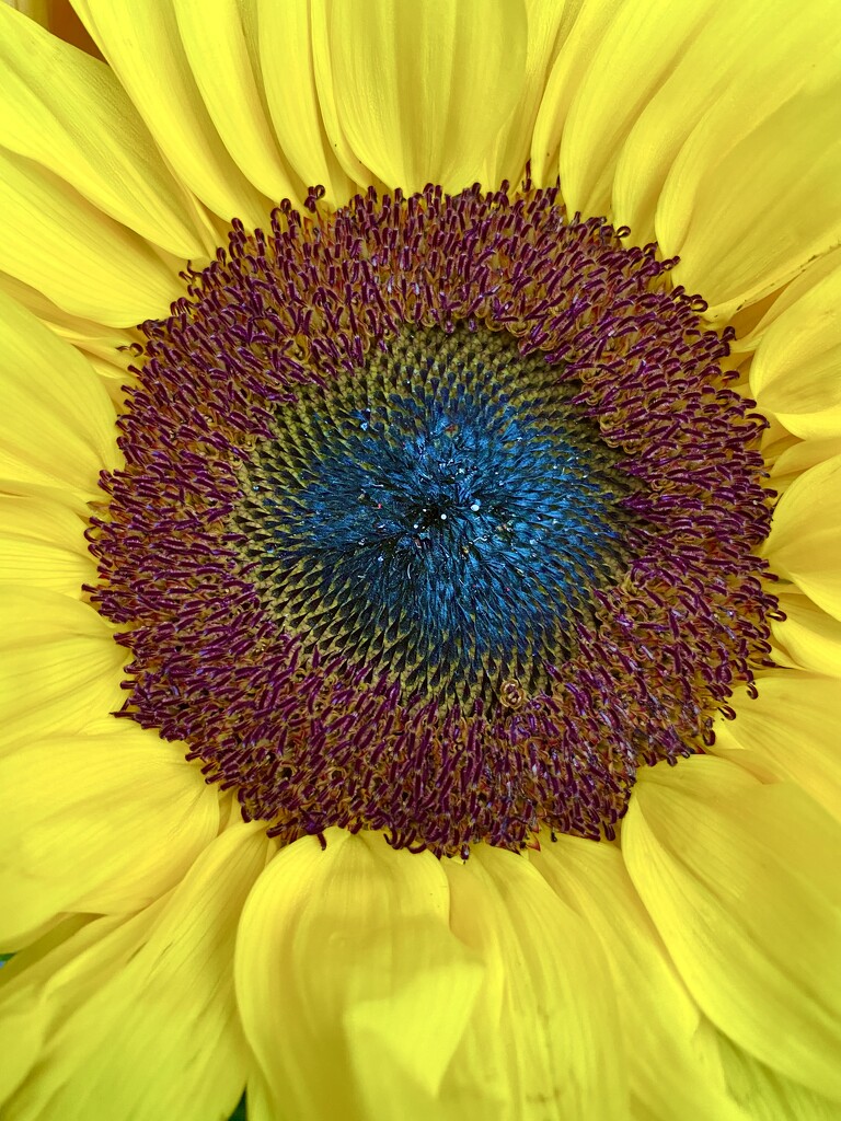 Sunflower by kjarn