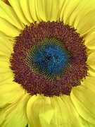 13th Jan 2022 - Sunflower