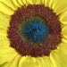 Sunflower by kjarn
