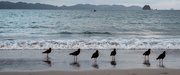 13th Jan 2022 - Oystercatchers muse over sunset skinny dip 