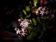 12th Jan 2022 - Jade Succulent in Bloom