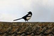 7th Nov 2021 - Noisy magpie