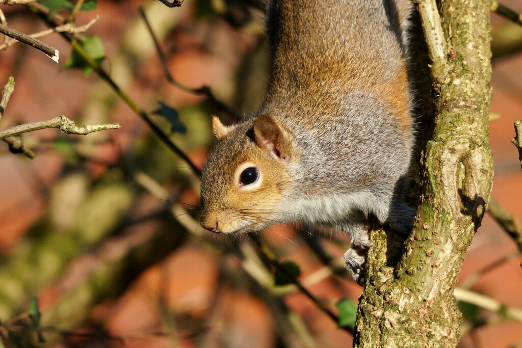 OH NUTS !  I THINK HE'S SEEN ME !  by markp