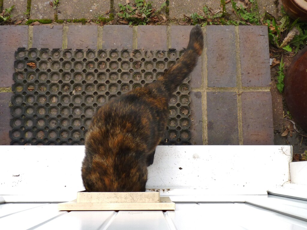 Coming in the cat flap by lellie