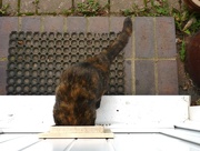 16th Nov 2021 - Coming in the cat flap