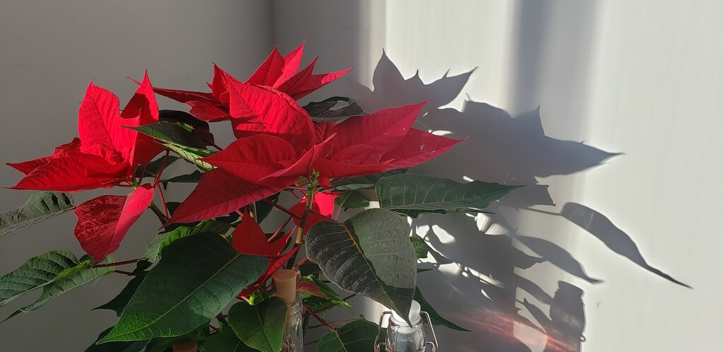 Christmas poinsettia in the sun by shine365