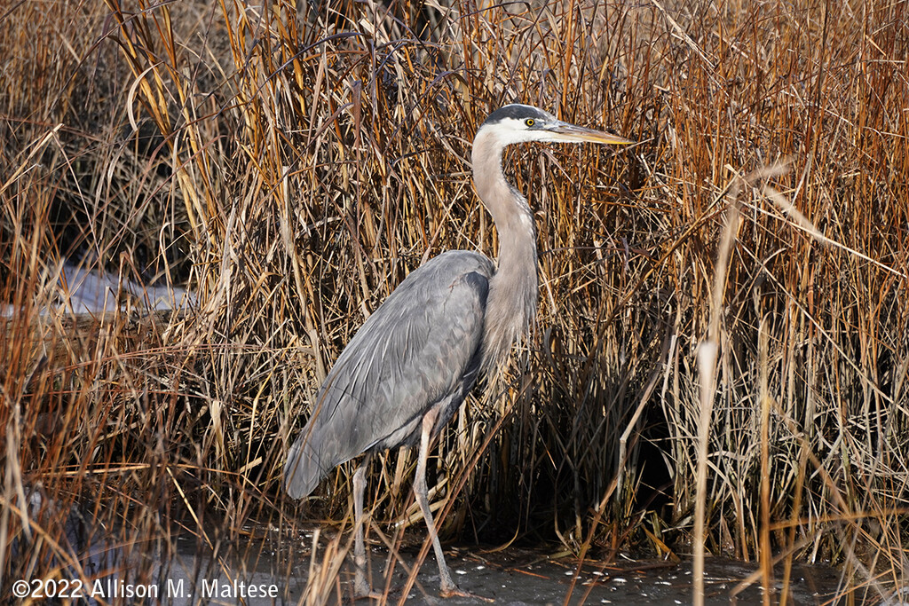 Great Blue Heron  by falcon11
