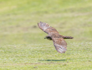 18th Dec 2021 - Swooping Falcon - coming into land