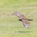 Swooping Falcon - coming into land by creative_shots
