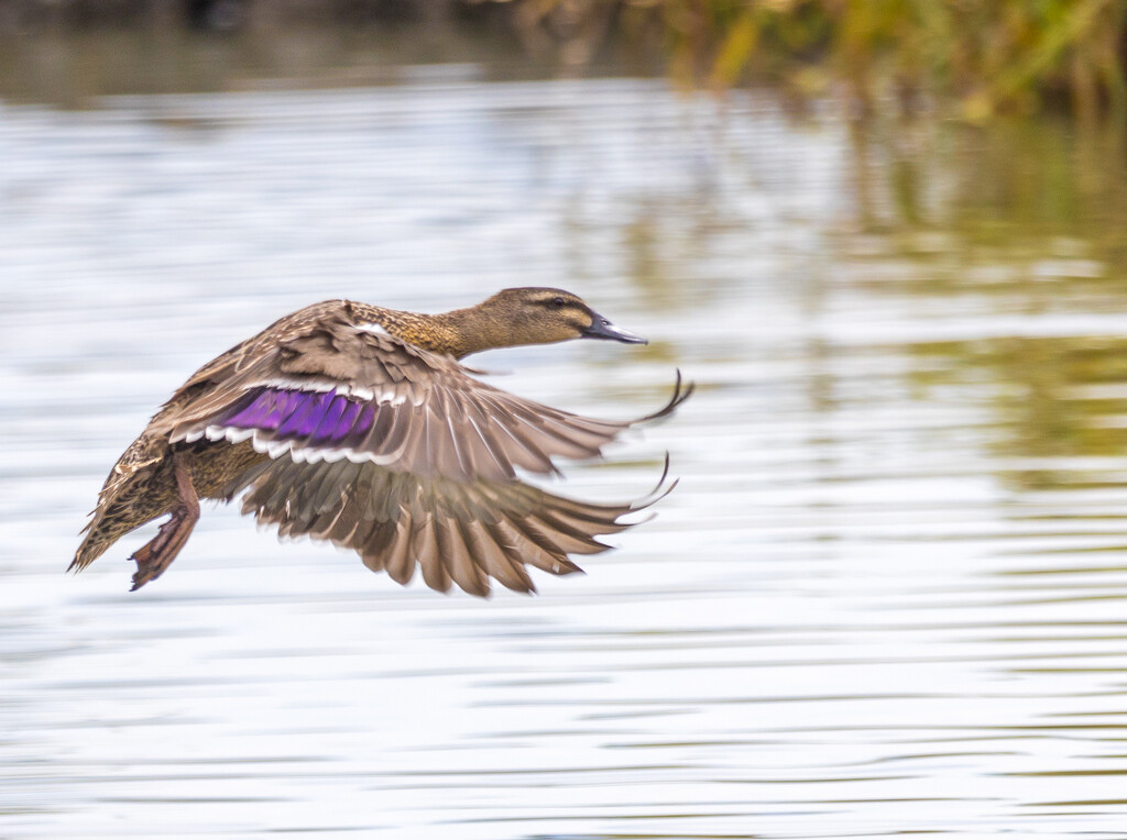 Swooping Duck - coming into land by creative_shots