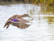 20th Dec 2021 - Swooping Duck - coming into land
