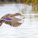 Swooping Duck - coming into land by creative_shots