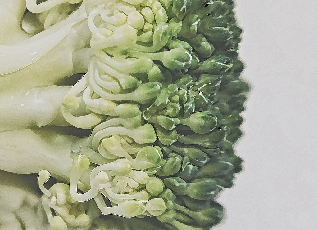 Broccoli by gardencat