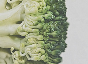 13th Jan 2022 - Broccoli