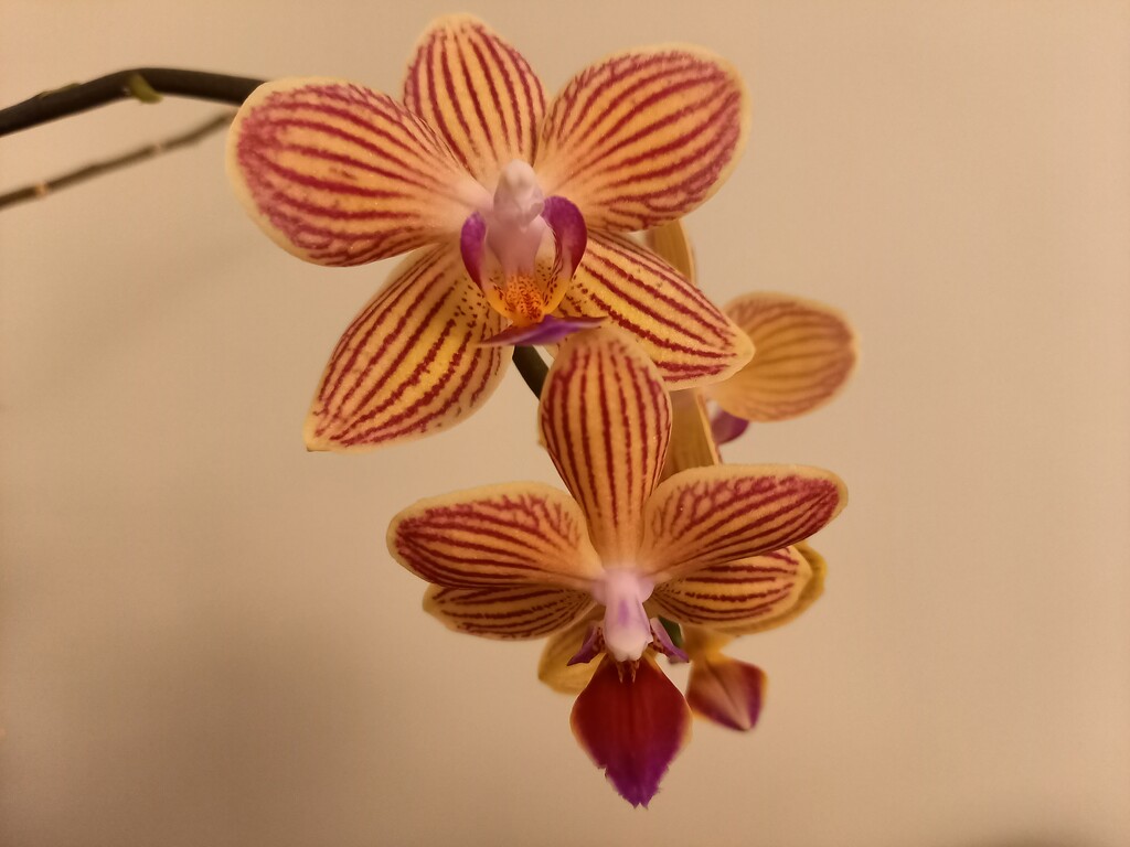 Orchids looking splendid by marianj