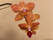 13th Jan 2022 - Orchids looking splendid