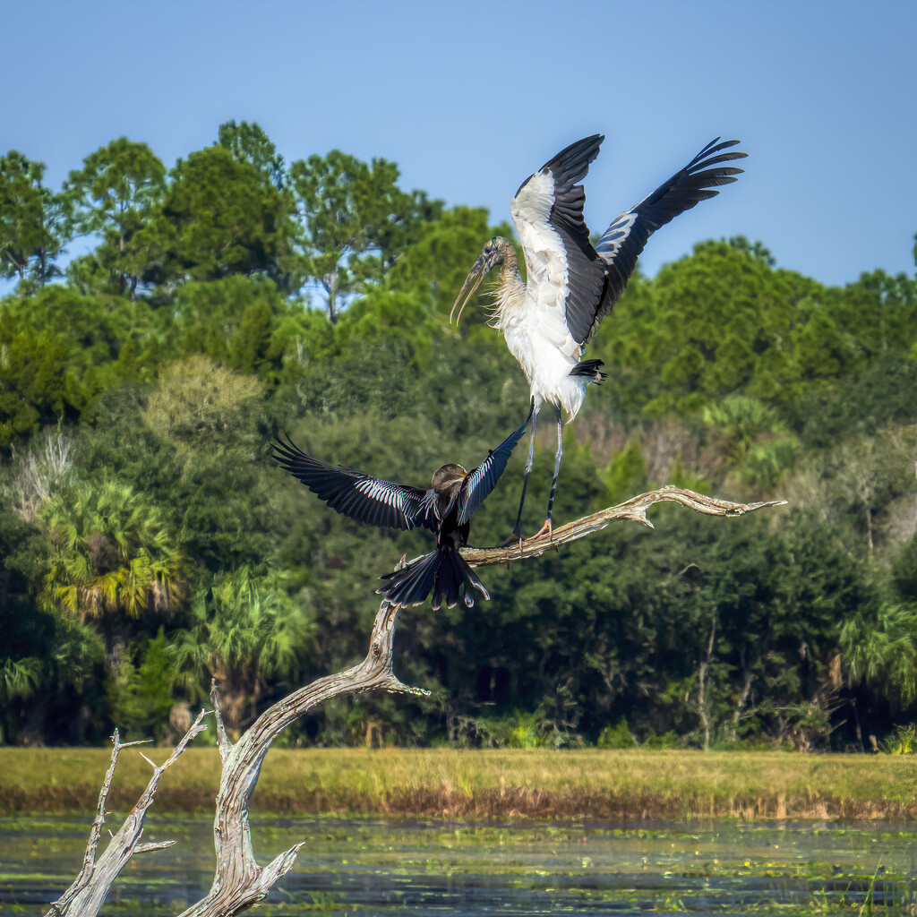 Anhinga vs Wood Stork #2 by kvphoto