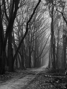 13th Jan 2022 - Misty woods