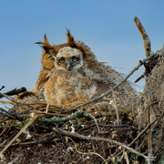 13th Jan 2022 - Great Horned Owl nest