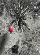 13th Jan 2022 - Prickly pear cactus