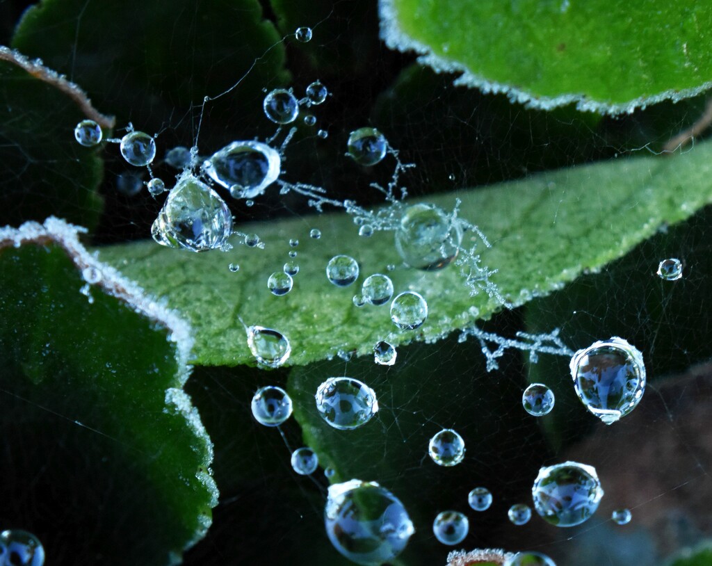Morning droplets seemingly floating in mid air by anitaw