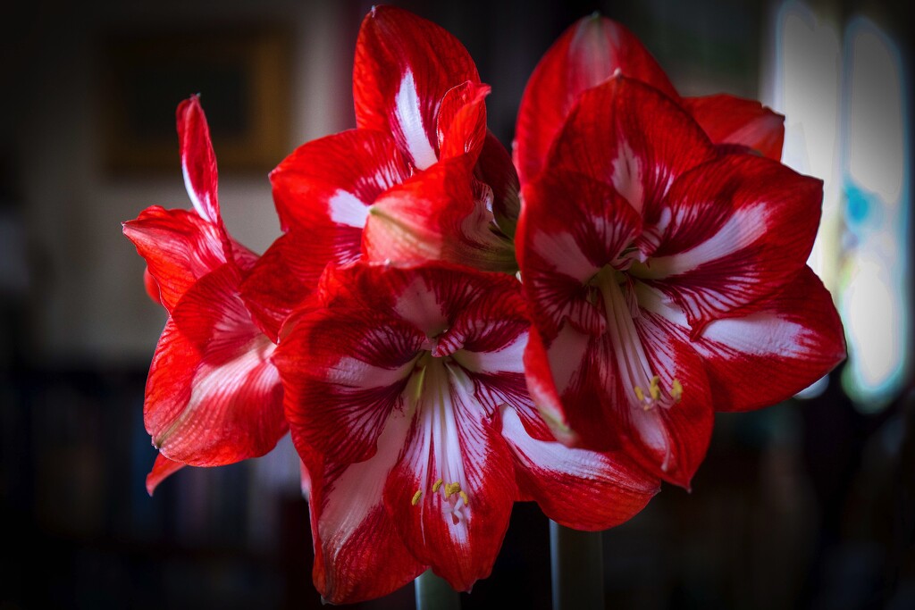 Amaryllis 'Perriot' by berelaxed