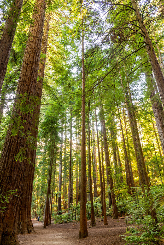Redwood Forest by nickspicsnz
