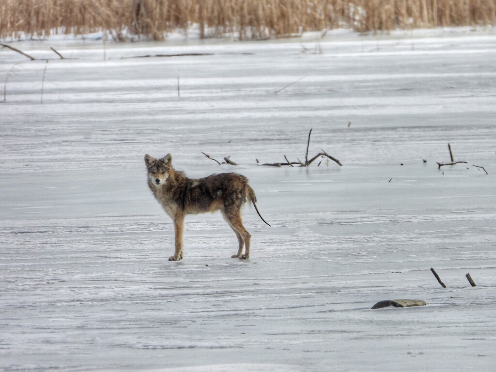 coyote on ice by amyk