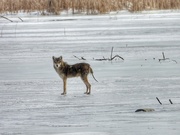 13th Jan 2022 - coyote on ice