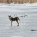 coyote on ice