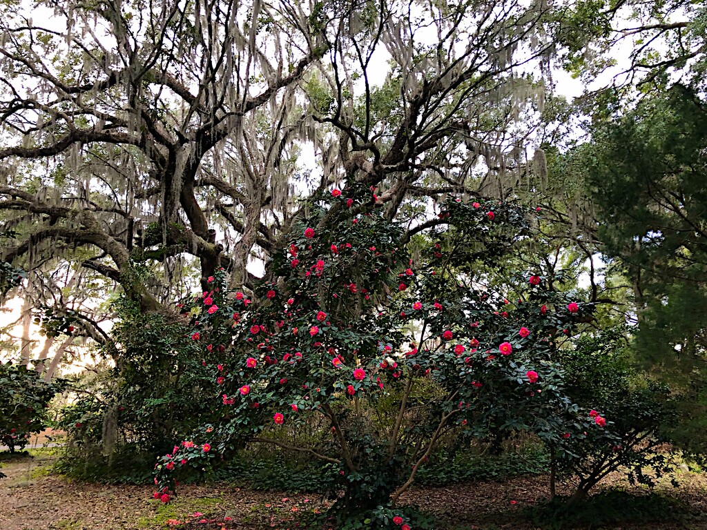 Live oaks and camellias by congaree