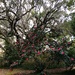 Live oaks and camellias