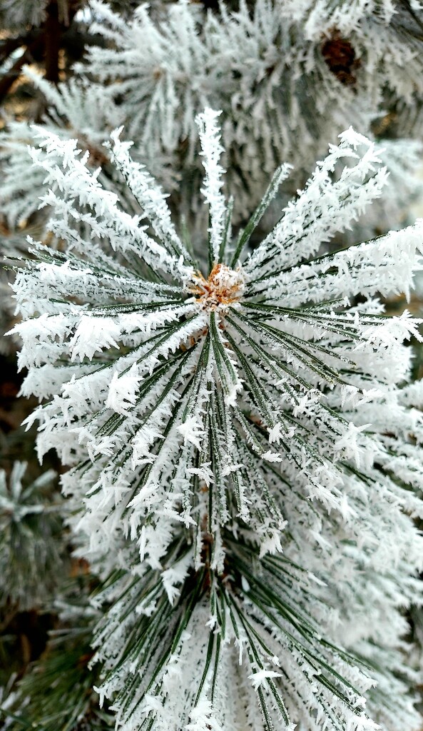 Snowy Pine by harbie
