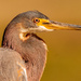 Tricolored Heron! by rickster549