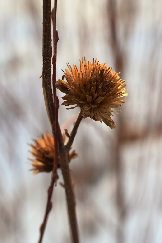 Sunflower seedhead by sandlily