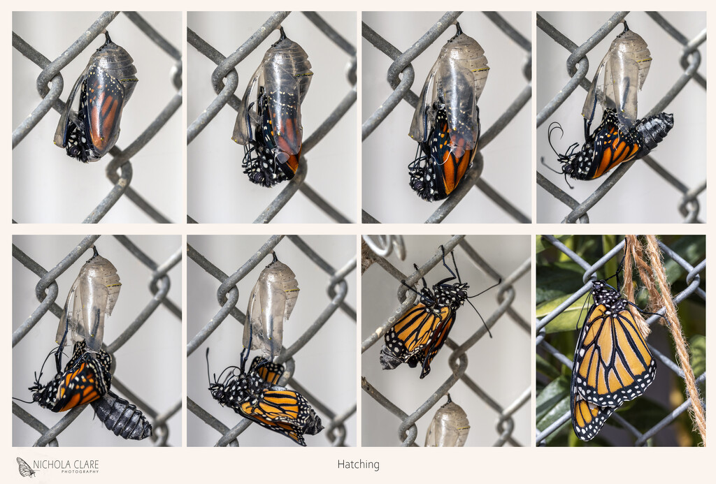 Monarch Butterfly Hatching by nickspicsnz