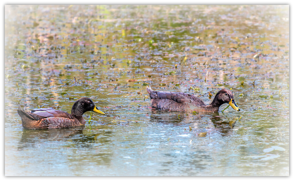 Yellow billed ducks by ludwigsdiana